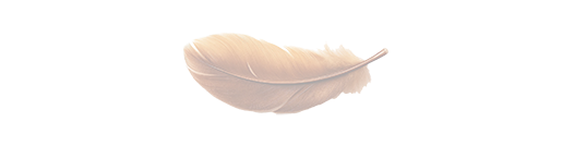 Feder im zarten braun Eine zarte, hellbeige Feder auf weißem Hintergrund.