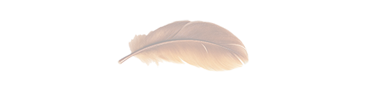 Feder im zarten braun Zarte, cremefarbene Feder auf einem hellen Hintergrund.